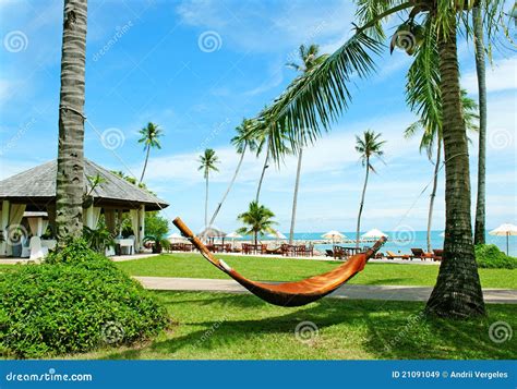 Hammock Between Palm Trees On Tropical Beach Stock Image Image Of