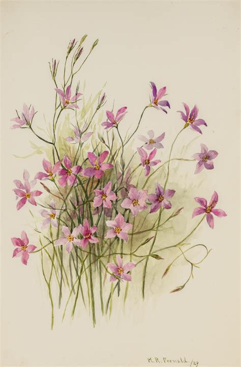 Forgotten for decades, rediscovered watercolor collection features