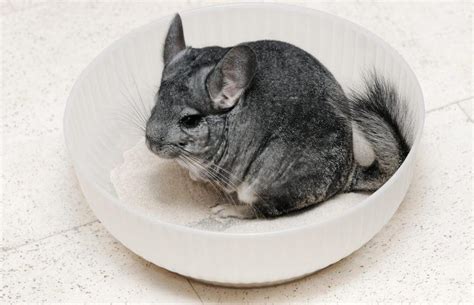 Chinchilla Dust Bath Step-by-Step Instructions | LoveToKnow Pets