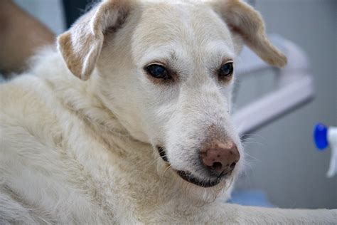 Cachorro está vomitando amarelo Entenda as causas e quando se