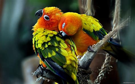 Love parrots couple sun conure wallpaper | 2560x1600 | 254488 | WallpaperUP