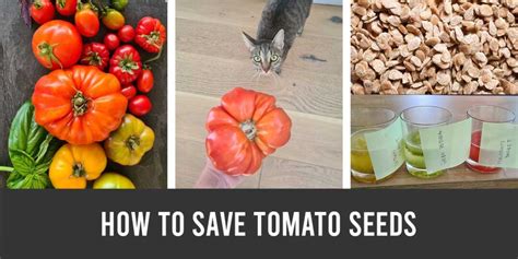 How To Save Tomato Seeds A Step By Step Guide