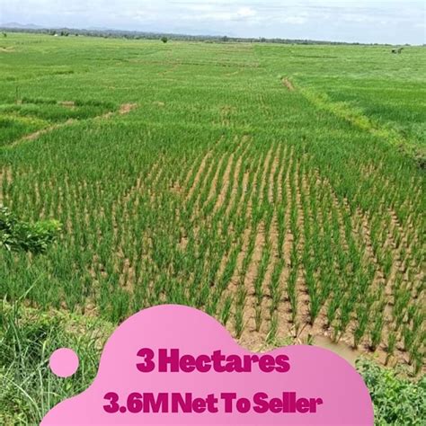 Hectares Rice Field Farm M Net Moveinthecity