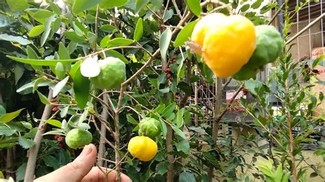 Frut Feras Produzindo Em Vaso Mirtilo Caqui Fuiu E Rama Forte Longana