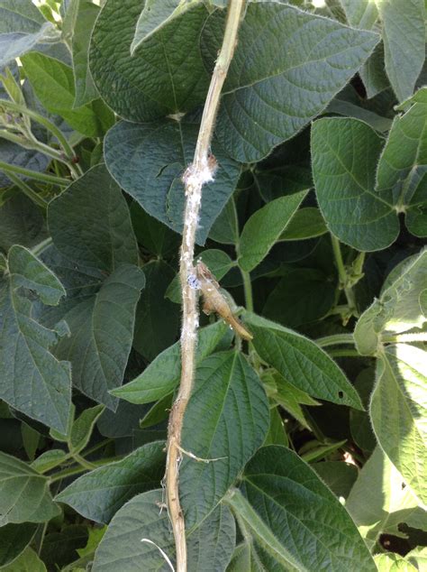 Tips For Managing White Mold