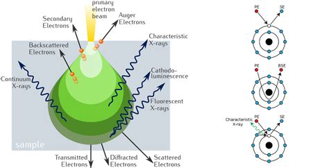 What Is An Electron Microscope 4 Types Of Em Vaccoat