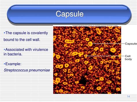 Ppt The Prokaryotes Powerpoint Presentation Free Download Id3026123