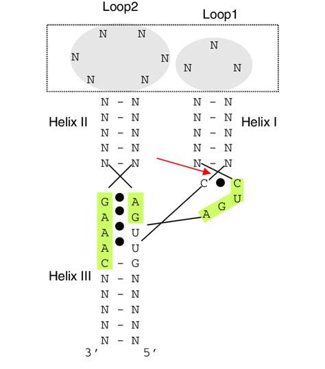 Schematic Representation Of The Structure Of A Hammerhead Ribozyme The