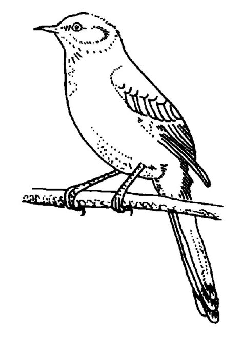 Mockingbird Coloring Pages Best Coloring Pages For Kids