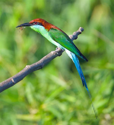 Birds Of The Philippines Rufous Crowned Bee Eater Behance