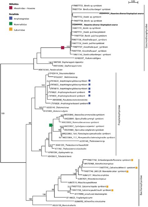 PhyML Phylogenetic Tree Based On The SSU RRNA Gene Showing