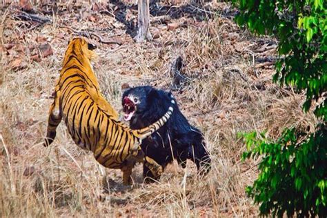 Viral Video: Jungle Book Bear and Tiger Fight, Watch