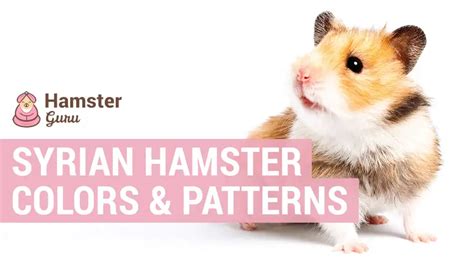 Syrian Hamster Colors - Guide to their coats, patterns and colors