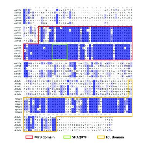 Amino Acid Sequence Alignment Of The Arabidopsis Thaliana