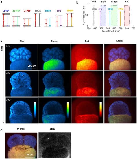 Multicolor Two Photon Efficient Imaging Of Multiple Endogenous