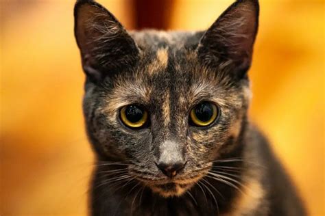 What Is a Tortie Cat: Everything You Need to Know About This Breed ...