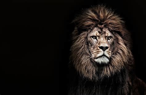 Barbary Lion Lions Live Lion Live Wallpaper African Lion