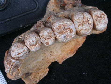 Fossil Jawbone Found in Israel Is the Oldest Modern Human Found Outside ...