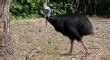 Fun Facts About Flightless Birds The Fact Site