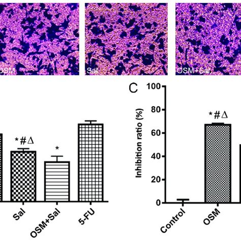 Osm And Sal Inhibit Lcsc Proliferation And Invasion A Optical Download Scientific Diagram