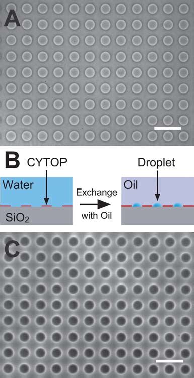 Formation Of Femtoliter Droplet Array A An Example Of The