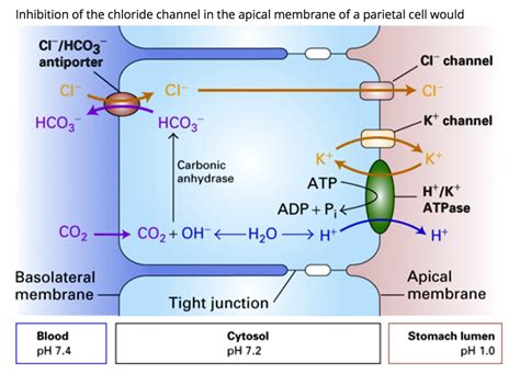 Inhibition Of The Chloride Channel In The Apical Membrane Of A Parietal