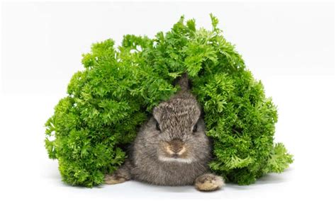how much parsley is safe to eat daily