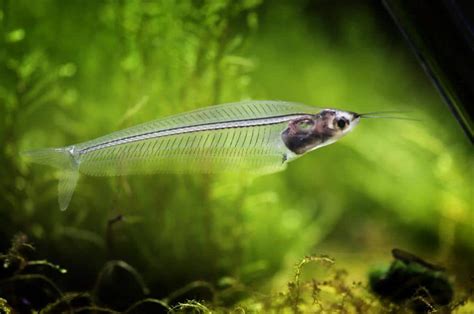 Glass Catfish - Care, Feed, Breeding and Diseases Guide