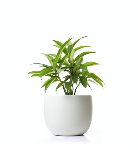 Premium AI Image | White pot with a little plant on a white background