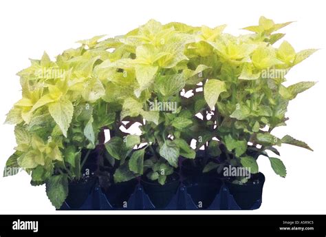 Coleus Annuals Lamiaceae Painted Nettle Plant Plants Stock Photo Alamy