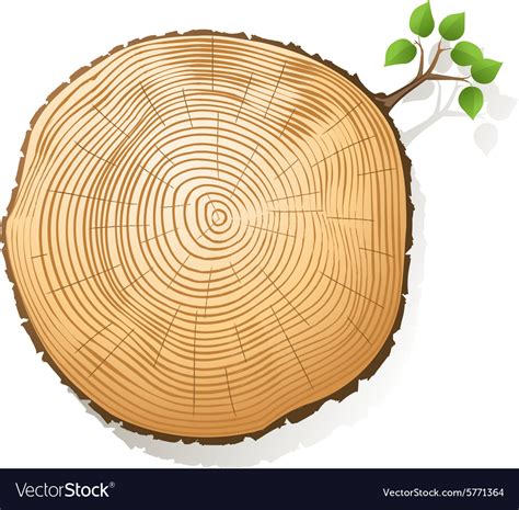 Diagram Diagram Of Tree Rings Mydiagramonline