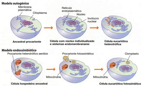 Vivendo Ciências