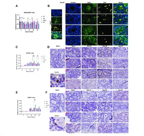 evolution  germ cell proliferation  differentiation