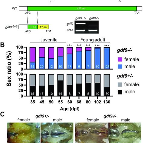 Gonadal Development From Sex Differentiation To Maturity In Gdf