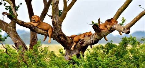 Uganda national parks - Best tourist destination for great activities ...