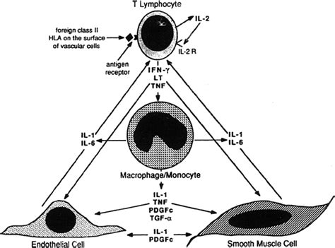 Inflammation In Atherosclerosis Arteriosclerosis Thrombosis And