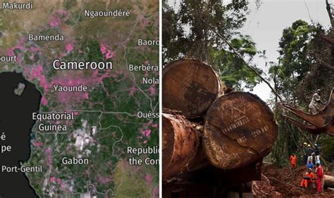 Congo Basin Deforestation Mapped The Staggering Destruction Of The 2nd