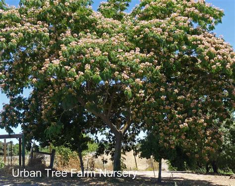 Albizia julibrissin STD | Urban Tree Farm Nursery