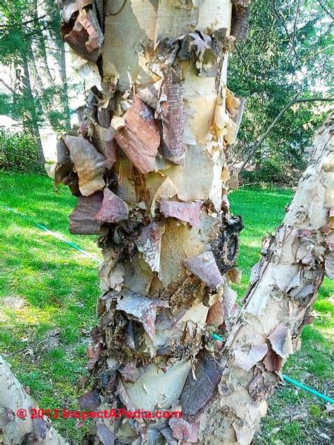 River Birch pollen & tree photographs