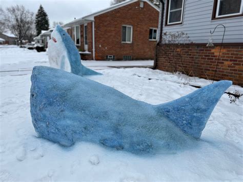 Michigan Woman Creates Snow Sharks On Her Front Lawn