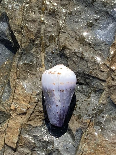 Music Cone From Yuraygir National Park Barcoongere NSW AU On October