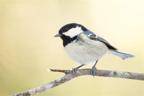 Birdwatch ID Guide Identify Types Of British Tits Finches