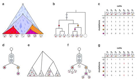 Tumor Evolution And Cell Phylogeny A Schematic Representation Of Tumor Download Scientific