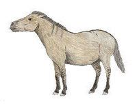 Tarpan (Equus ferus) ~ World Extinct Animals