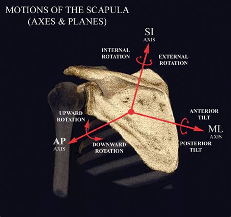 Principles Of Shoulder Rehabilitation Musculoskeletal Key