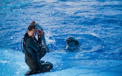 Oceanografic Valencia | Dolphin Shows Guide