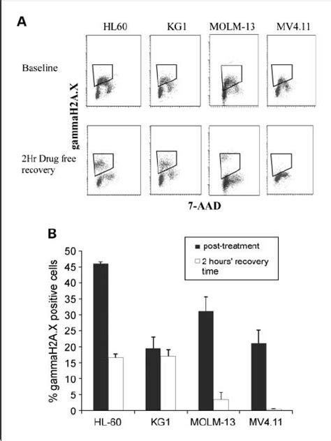 Flow Cytometric Analysis γ H2ax Phosphorylation γ H2ax Was Measured Download Scientific