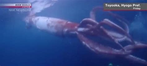 Filmaron un calamar gigante en el mar frente a la costa de Japón