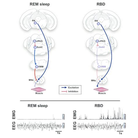 Schematic Representation Of Circuits And Pathways Regulating Muscle