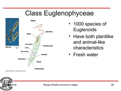 Algae thallus structure | PPT